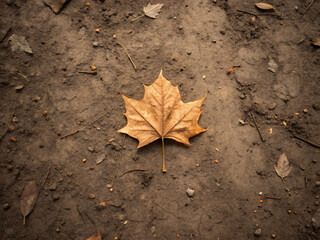 yellow maple leaf. autumn, leaf, fall, leaves, maple, nature, tree, yellow, season, orange, red, brown, color, foliage, gold, plant, isolated, colorful, texture, closeup, abstract, ground, white