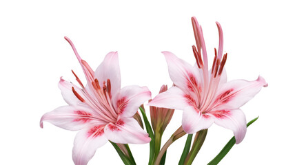 Fototapeta premium Clematis flowers, flower, flowers, garden, ai art, ai, illustration