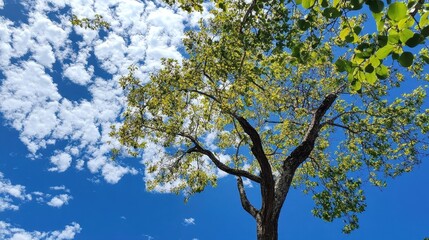 Fototapeta premium Vibrant Green Tree Against a Vivid Blue Sky with Fluffy White Clouds