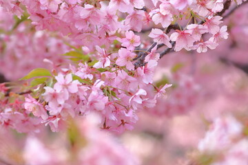 cherry blossom