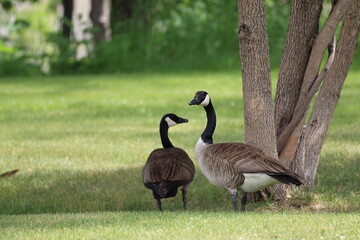 close-up ground level Canada goose couple cooling off  under shady tree on sunny summer day