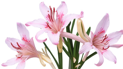 Fototapeta premium Clematis flowers, flower, flowers, garden, ai art, ai, illustration