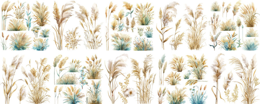 pampas grass watercolor clipart