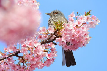brown-eared bulbul
