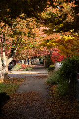 Naklejka premium alley in autumn park