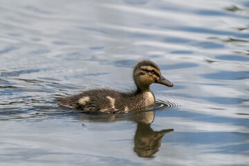 Baby wild duck (mallard, Anas platyrhynchos) swimming in the pond. Close-up. France, Europe