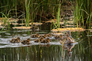 A family of wild ducks (mother and 9 cute baby ducklings) swimming in the pond among the green spring reeds. Mallards. France, Europe