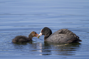 Mother coot (Eurasian coot, Fulica atra) feeding its baby in the pond, on blue water. Young bird in spring. Luxembourg, Europe