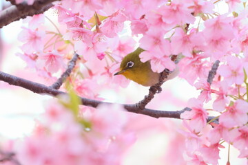 japanese silvereye