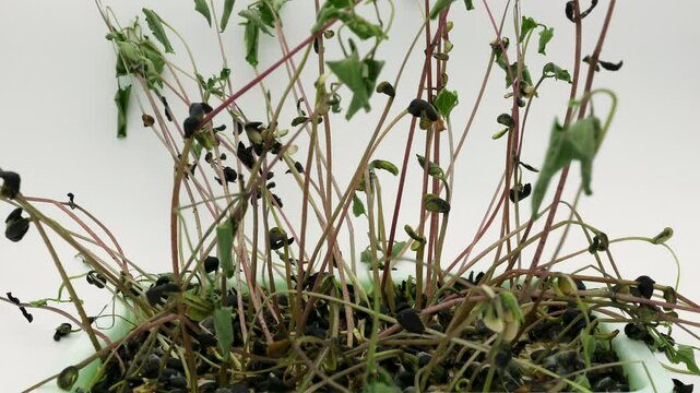 Time lapse of black beans sprouts withering after germinating and growing in soilless container under controlled lighting conditions and against white background