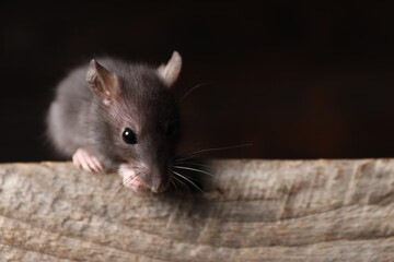 Grey rat on wooden plank, space for text. Pest control