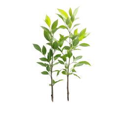 Fototapeta premium Simple Green Leaves on a Branch Isolated on a White Background