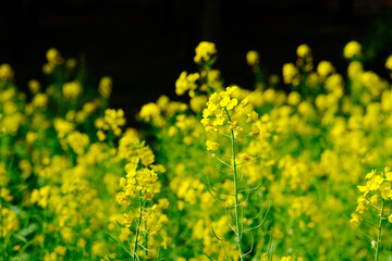 many yellow rape flowers plant in nature