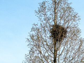 bird's nest on tree