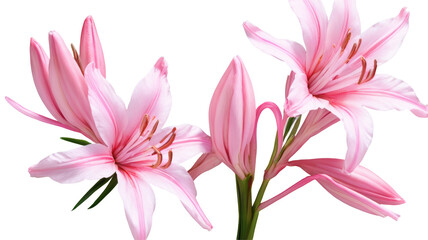 Naklejka premium Clematis flowers, flower, flowers, garden, ai art, ai, illustration