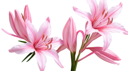 Clematis flowers, flower, flowers, garden, ai art, ai, illustration