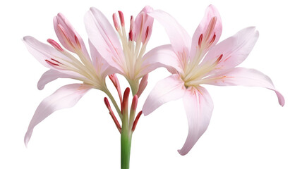 Fototapeta premium Clematis flowers, flower, flowers, garden, ai art, ai, illustration