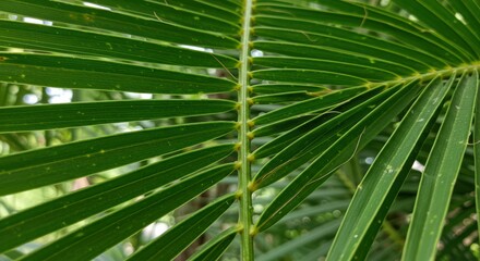 Obraz premium Closeup of vibrant green palm leaves in natural sunlight.