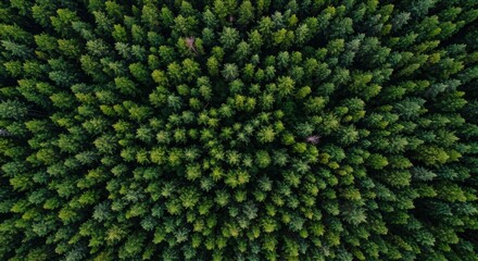 Aerial view of a dense, vibrant green forest teeming with life.