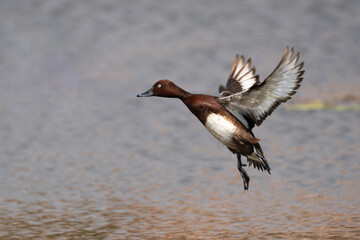 Ferruginous Duck (Aythya nyroca) is a medium-sized diving duck with rich chestnut plumage, a white under-tail, and striking white eyes. It inhabits freshwater wetlands across Europe, Asia, and Africa
