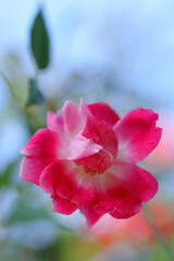 冬の日差しを浴びる赤いツバキ