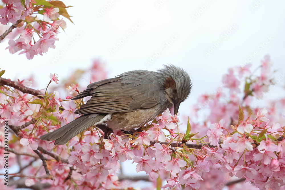 Sticker brown-eared bulbul