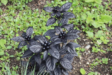 close-up all black plant with black leaves and buds berries