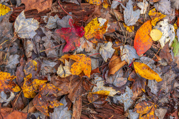 Closter Nature Center Fallen Leaves 002
