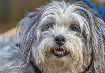 Close Up of a Shaggy Dog - Oakland CA