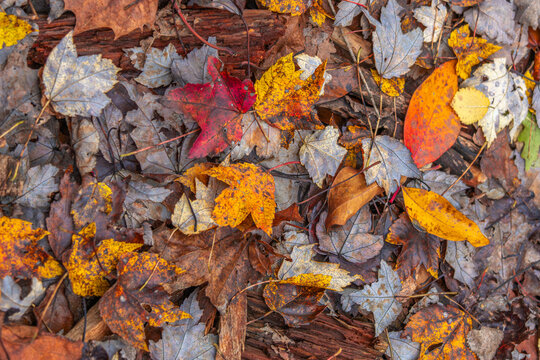 Closter Nature Center Fallen Leaves 002