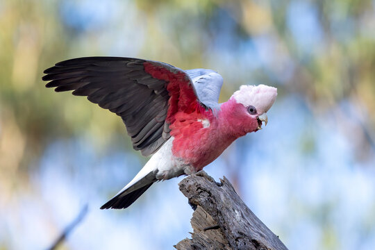 A pink and grey Galah stretches his wings in Victoria Australia
