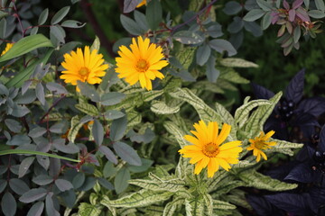 bright yellow golden blossoms above variegated white green leaves