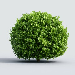 Obraz premium Lush Round Green Shrub with Vibrant Leaves on a Neutral Background for Natural Landscape Design and Gardening Projects
