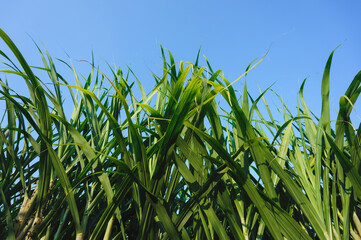 Fototapeta premium Sugarcane crops grow in field
