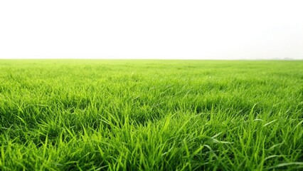 Obraz premium Tranquility in Green Field