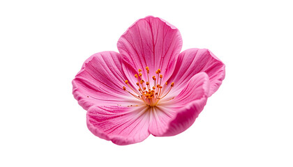  Spring flower blossom petal png