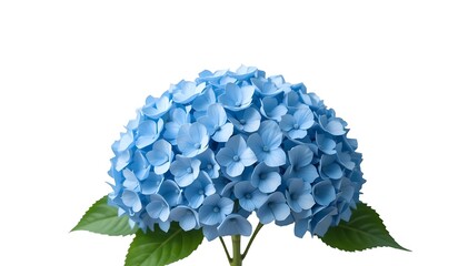 Blue Hydrangea Cluster on White Background