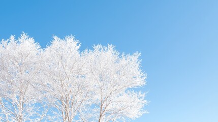 Fototapeta premium Frost-covered birch trees stand against a clear blue sky on a bright winter day.