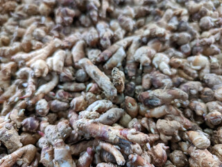 A large pile of fresh ginger roots, seemingly unwashed, fills the entire frame.  The ginger displays light brown skin and a bumpy, uneven texture; some portions retain soil.