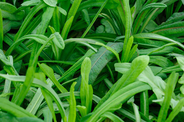 Obraz premium Green romaine lettuce crops in growth in garden, China