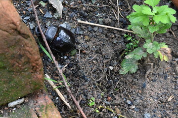 Dung beetles are beetles that eat feces. These can bury dung several times their mass in one night. Many dung beetles, known as rollers, roll dung into round balls, which are used as a food source.