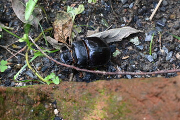 Dung beetles are beetles that eat feces. These can bury dung several times their mass in one night. Many dung beetles, known as rollers, roll dung into round balls, which are used as a food source.