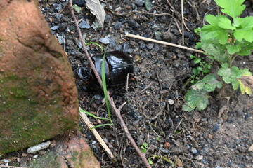 Dung beetles are beetles that eat feces. These can bury dung several times their mass in one night. Many dung beetles, known as rollers, roll dung into round balls, which are used as a food source.