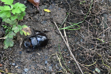 Dung beetles are beetles that eat feces. These can bury dung several times their mass in one night. Many dung beetles, known as rollers, roll dung into round balls, which are used as a food source.