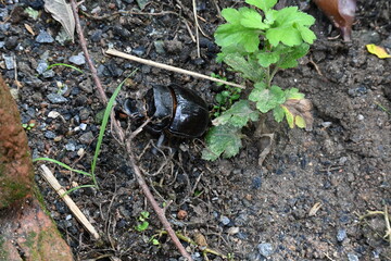 Fototapeta premium Dung beetles are beetles that eat feces. These can bury dung several times their mass in one night. Many dung beetles, known as rollers, roll dung into round balls, which are used as a food source.