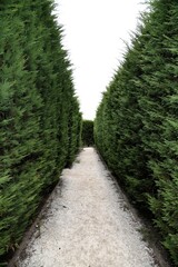 Evergreen hedge maze
