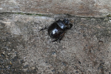 Dung beetles are beetles that eat feces. These can bury dung several times their mass in one night. Many dung beetles, known as rollers, roll dung into round balls, which are used as a food source.