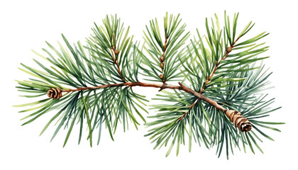White Pine Needle watercolor png