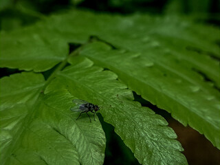 flies perched on leaves 