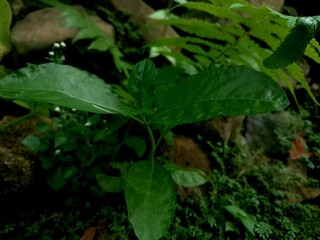 close up photo of small leaves in a tropical forest 